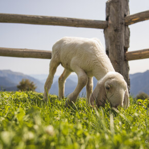 Malga Cengledino, agnellino
