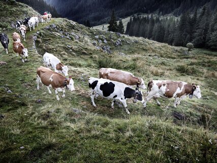 Val di Fiemme - Malga Sadole - Mucche al pascolo