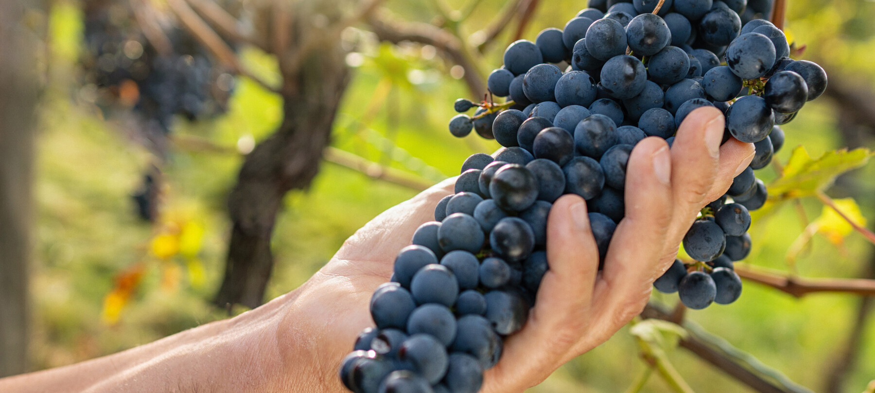 Wijntoerisme: Teroldego ontdekken op de Piana Rotaliana