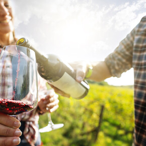 Through the mountain vineyards