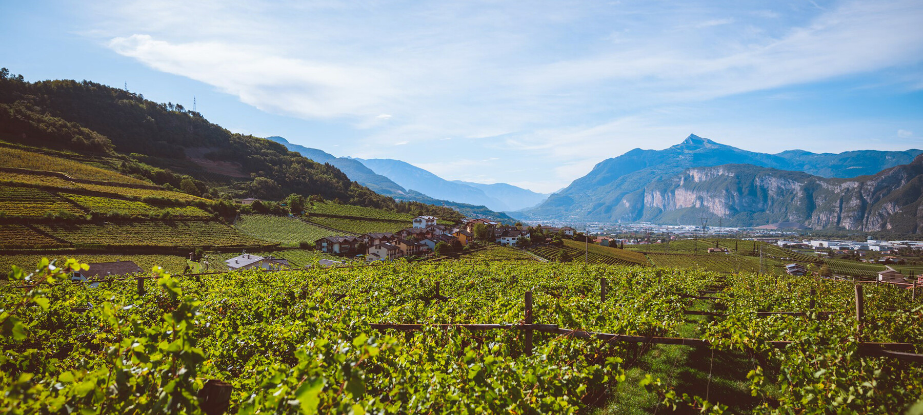 Wine trekking in Trentino