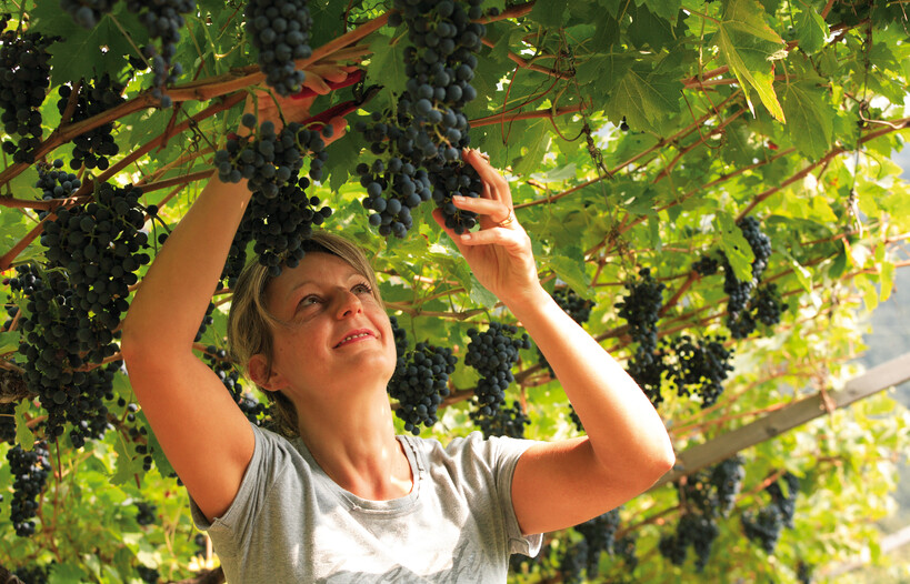 Zjistěte více o tomto víně