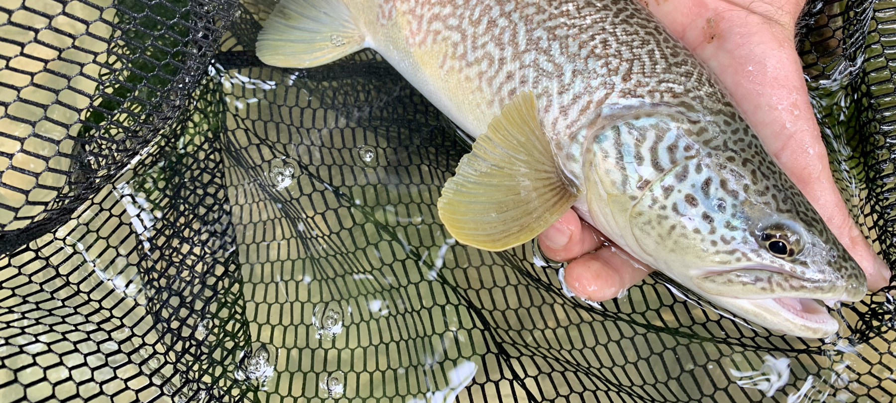 Angelführer für die Marmorata-Forelle im Trentino 