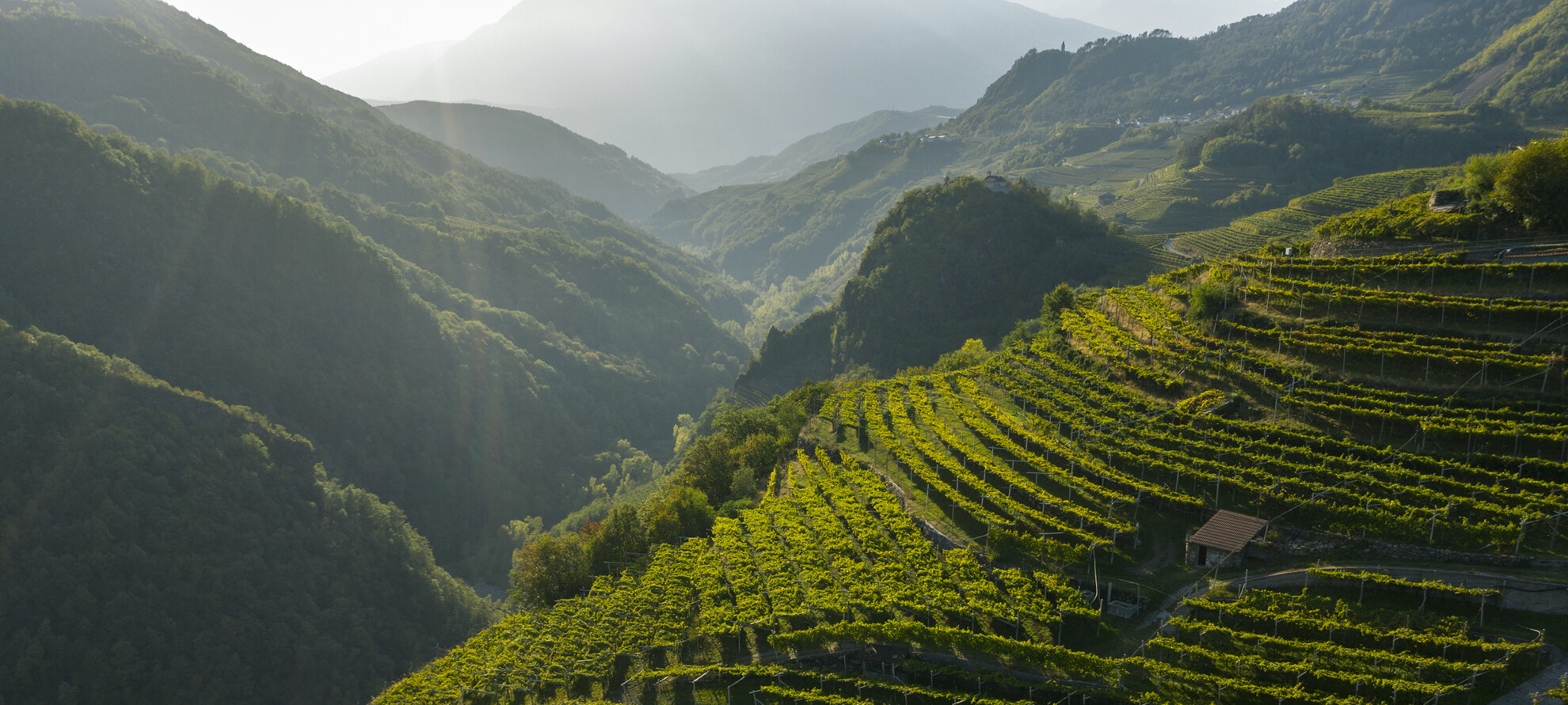 Through vineyards and wineries