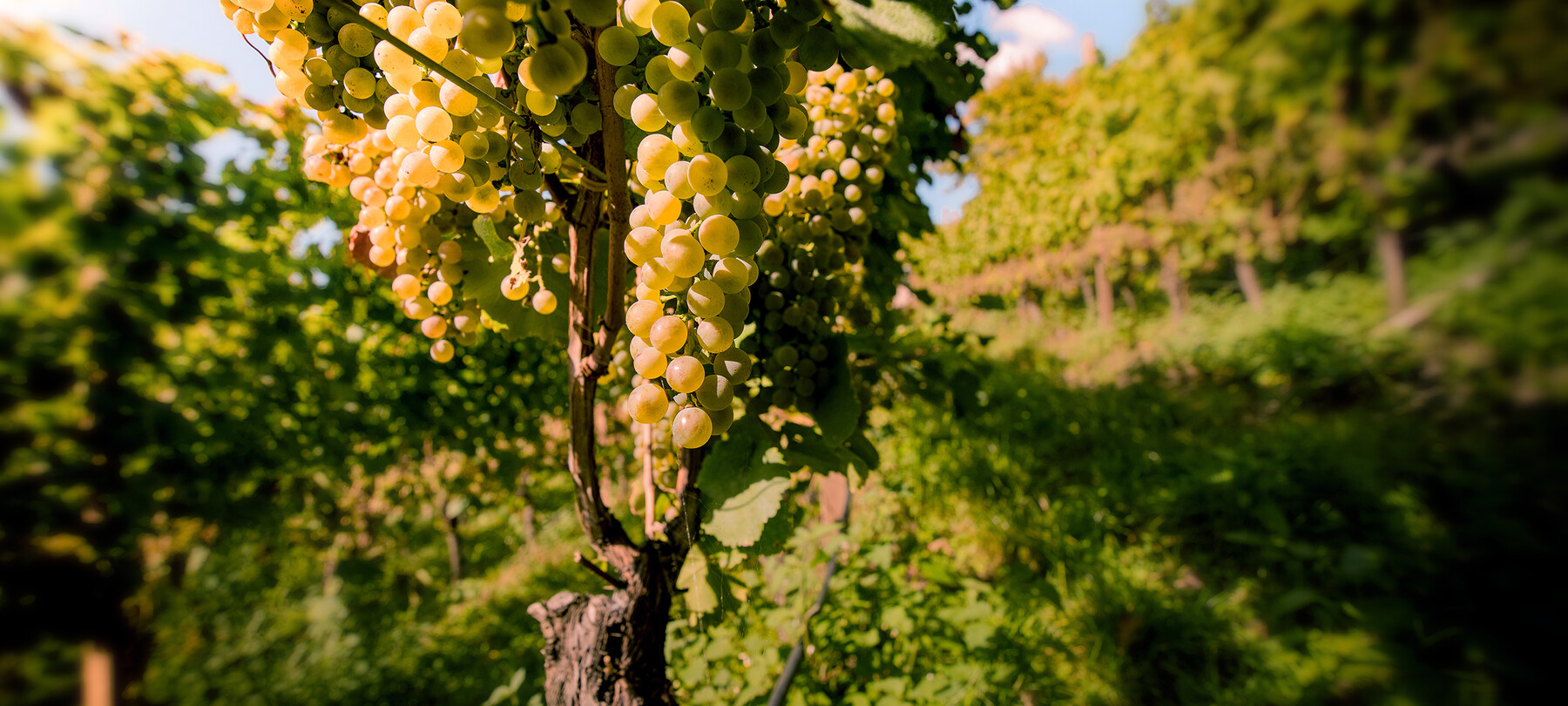 Weintourismus: Entdeckung des Müller Thurgau im Val di Cembra