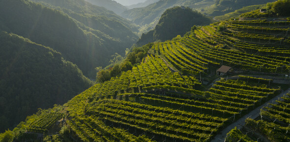 Discovering Müller Thurgau 