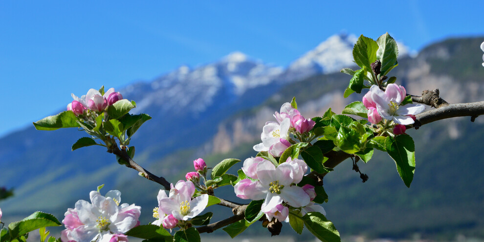 Sweet Blooming April, April/May