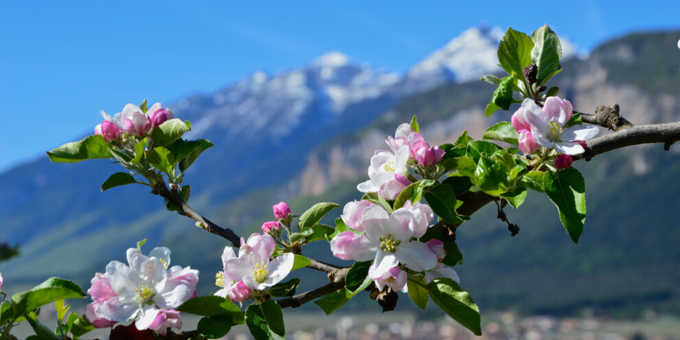 Aprile Dolce Fiorire, aprile/maggio 