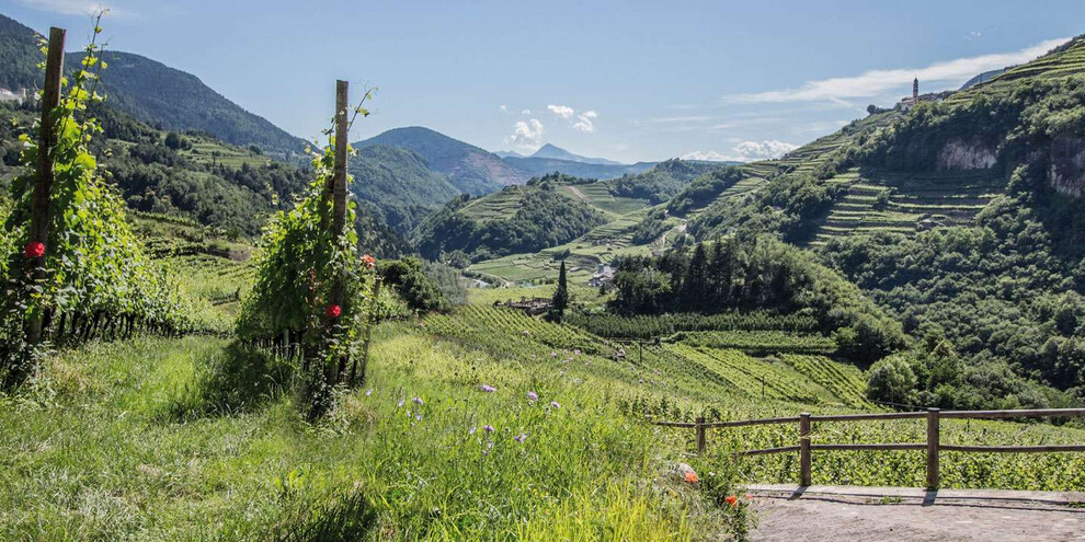 Yoga among vineyards