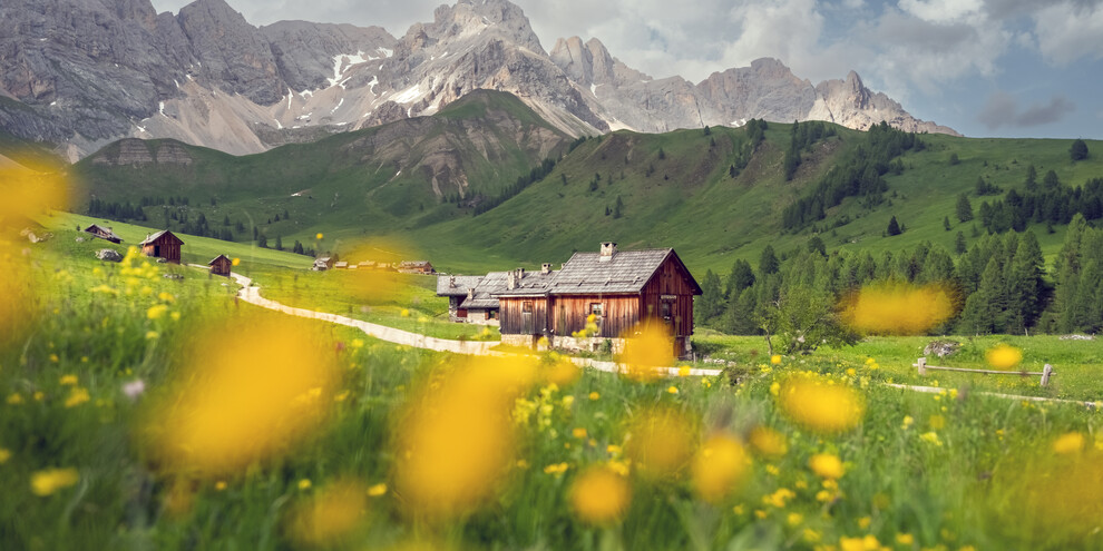 Val di Fassa - Passo San Pellegrino - Fuciade - Baite - Fioriture | © Luciano Gaudenzio