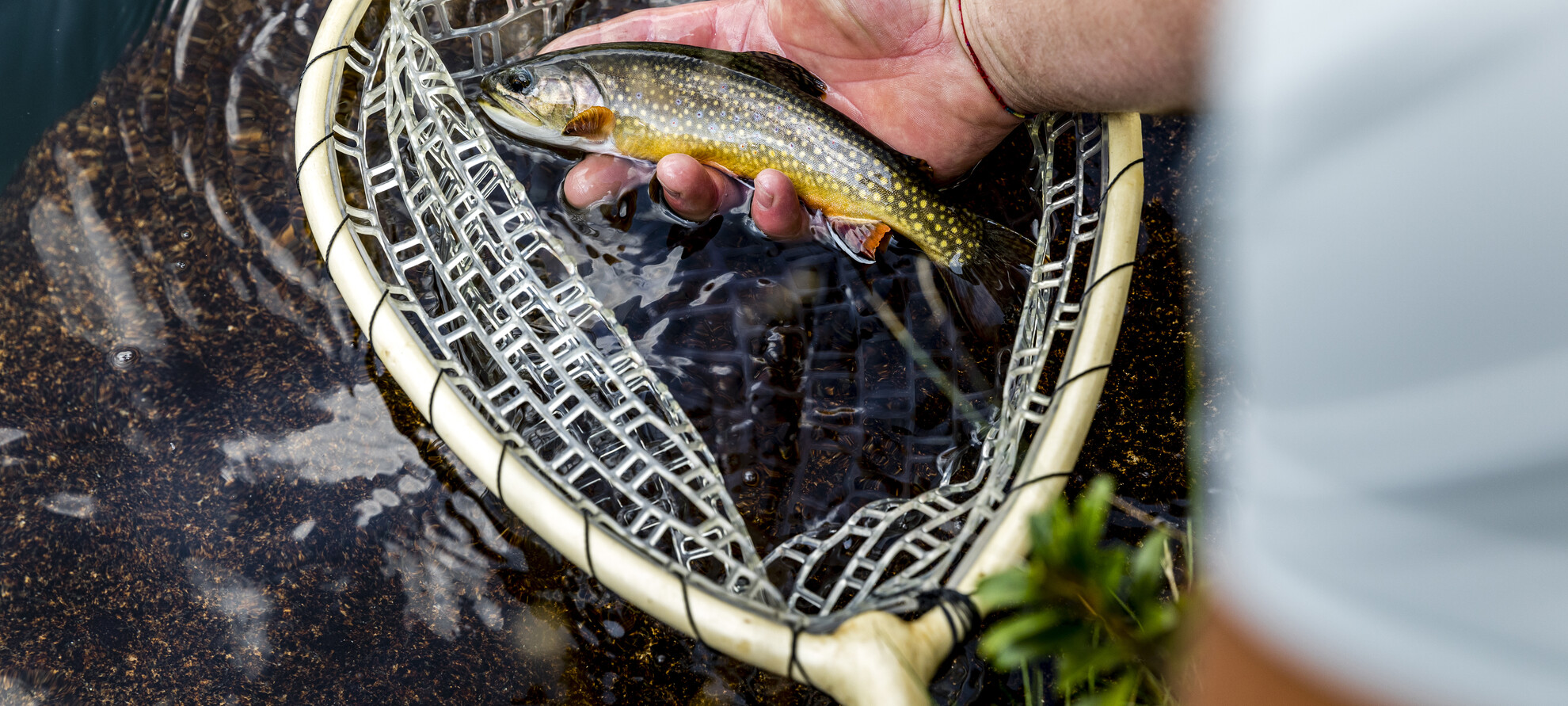 Das Angeln auf Salmarin