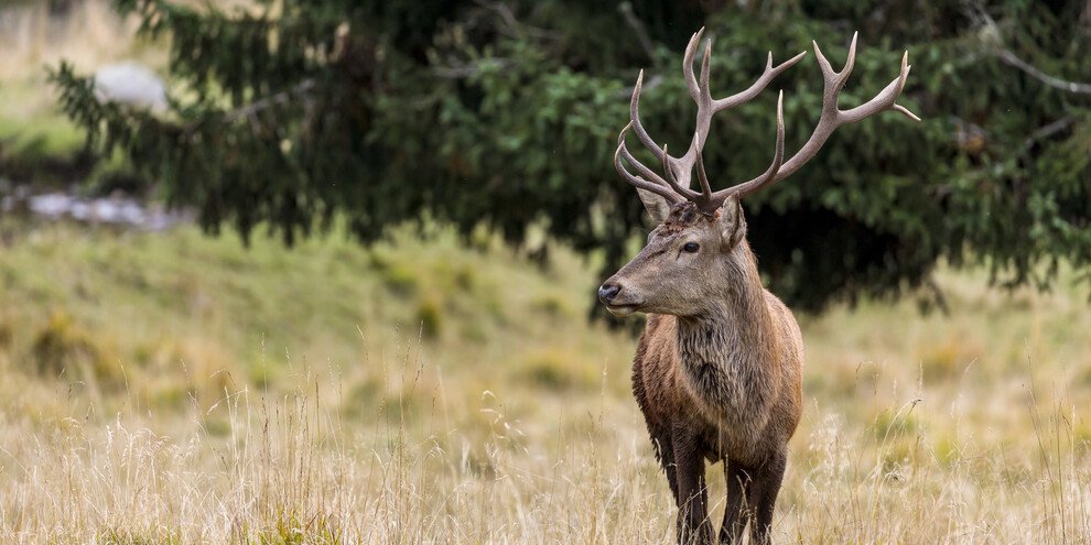 In the Violins’ Forest, on the trail of the deer