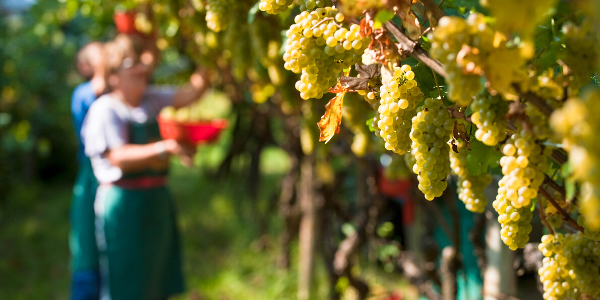 Wine & grape harvesting festivals