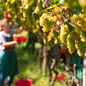 Le sagre del vino