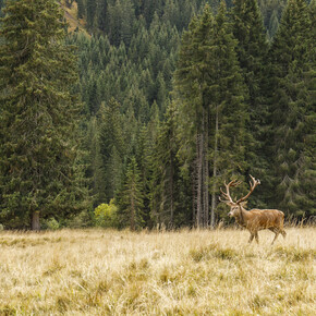 Val di Fiemme - Paneveggio - Cervo | © Alessandro Gruzza