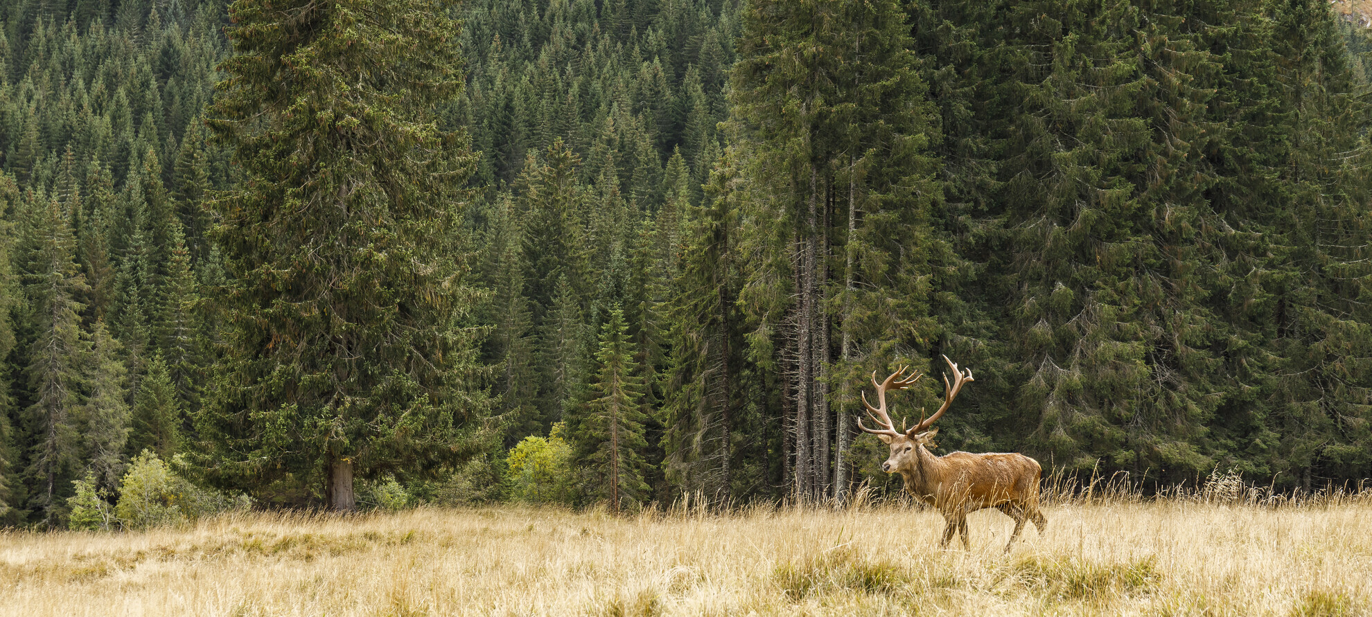 Val di Fiemme - Paneveggio - Cervo | © Alessandro Gruzza