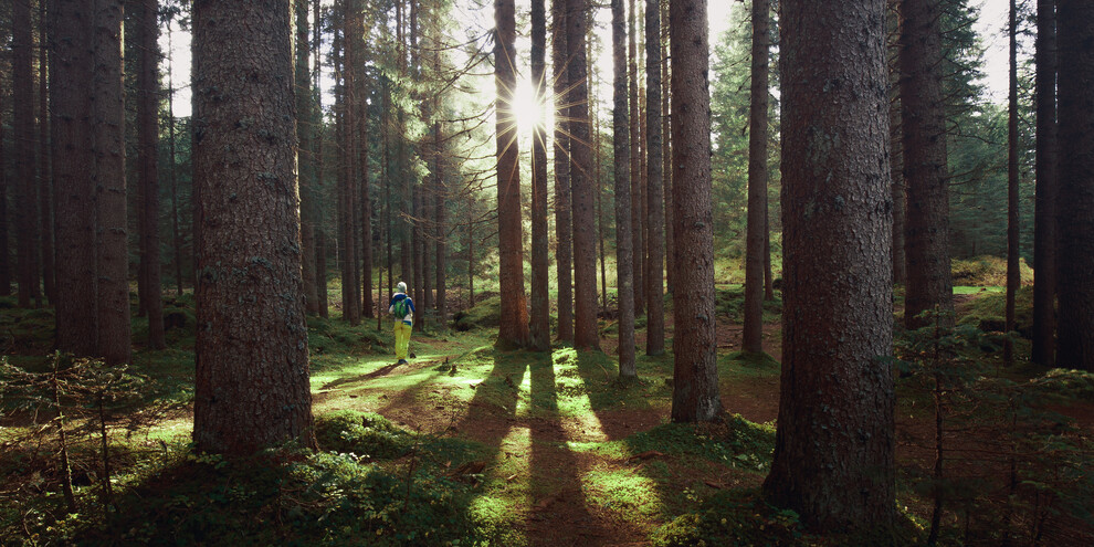 Val di Fiemme - Paneveggio - Foresta di Paneveggio - Sentiero Marciò | © Ronald Jansen