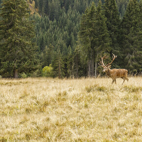 The bellowing of the deer