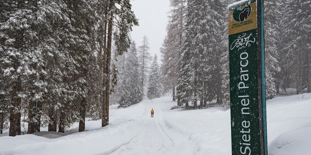 Stroll through the Adamello Brenta Nature Park | © Simone Mondino
