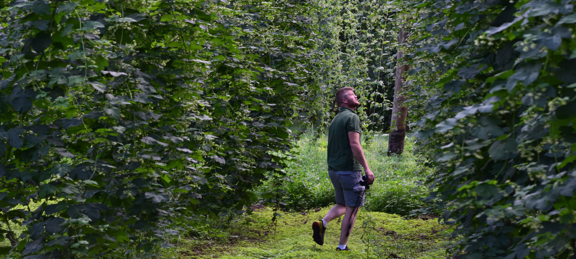 Luppolo | © Archivio Trentino Mktg