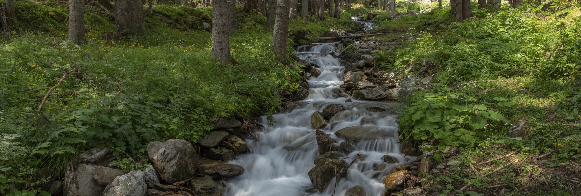 Val di Rabbi - Bosco e torrente | © Ronny Kiaulehn