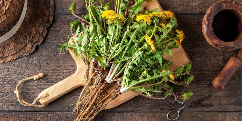 Collect the season’s first wild plants