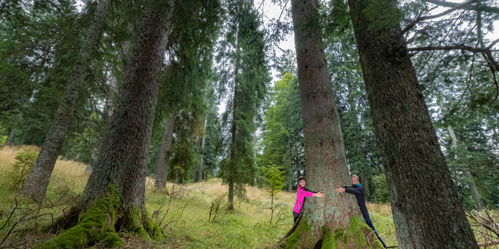 Sentiero abeti giganti | © Orler Images