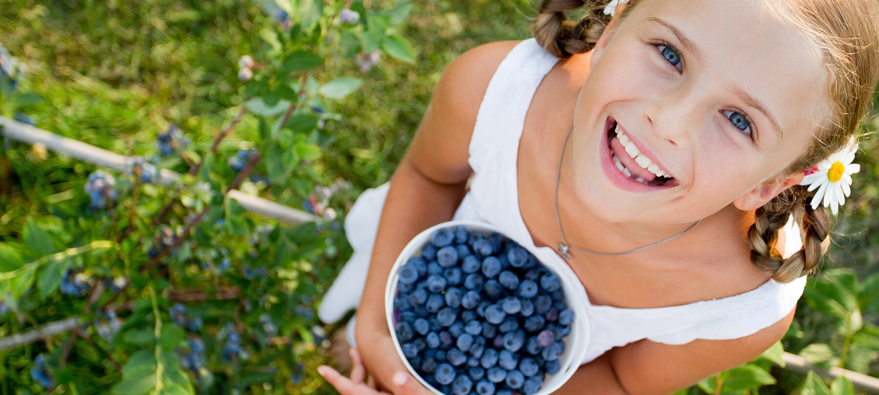 The Italian Berries Of The Dolomites And Mountain Harvests