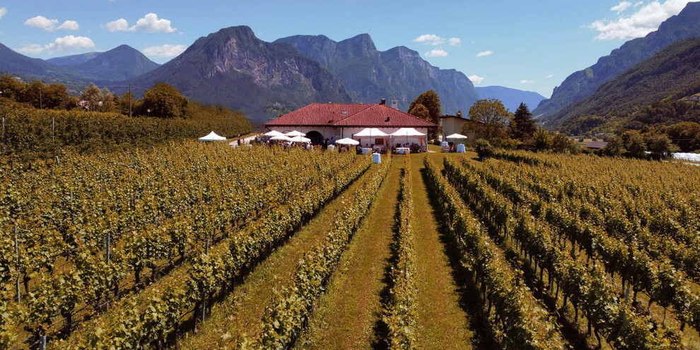 Three wineries with tasting