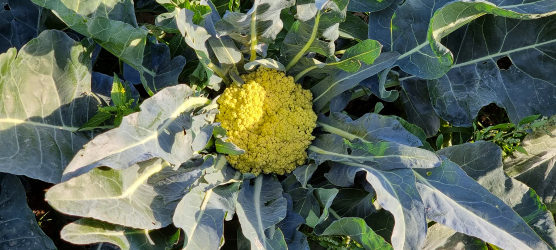 Broccolo di Torbole | © Archivio Trentino Mktg