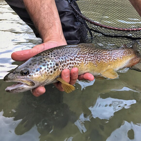 Die Königin der Bäche im Trentino