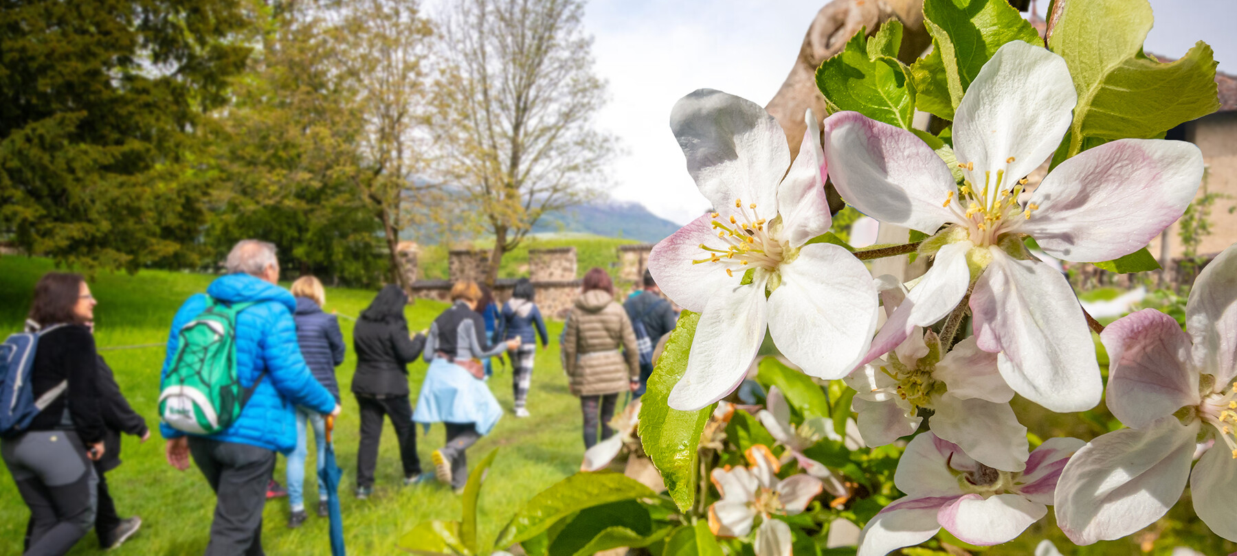A group of people participate in the Quattro Ville in Fiore event, organised by the Tassullo Pro Loco. They cross a meadow bordering an expanse of flowering apple trees. A shy sun makes the meadow grass and the delicate pink petals glow.