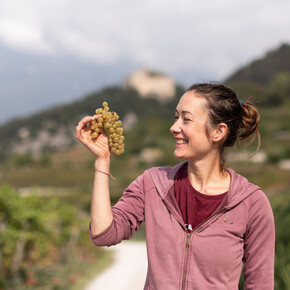 The white grape of Trentino
