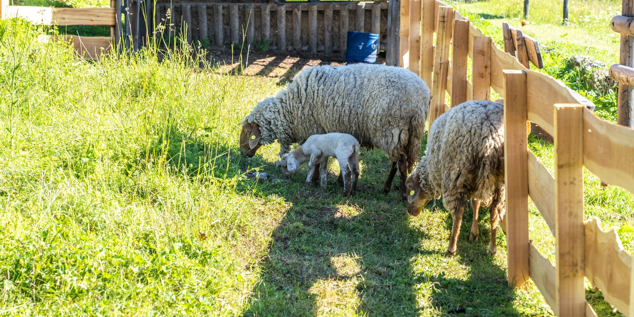 Giardino botanico di Passo Coe  #2