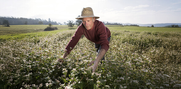 Starověké obiloviny