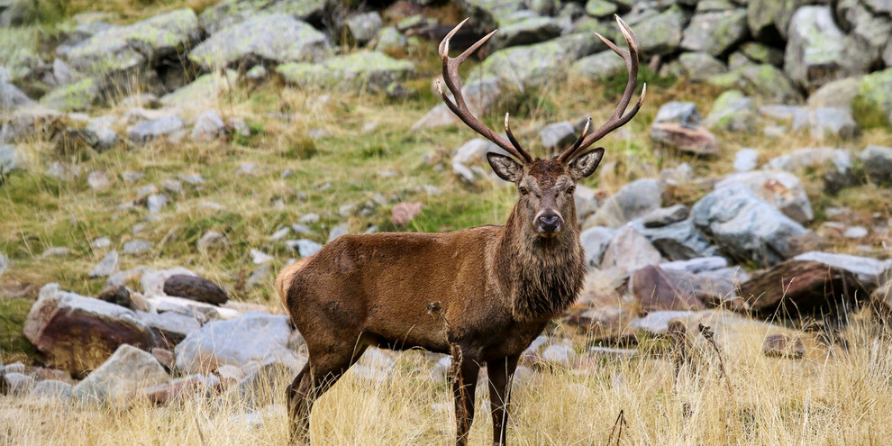 Listen to the bellowing of deer in the Stelvio National Park