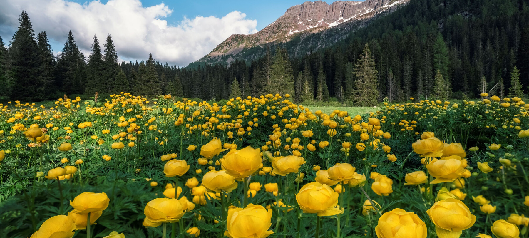 Val di Fassa - Passo San Pellegrino  | © Alochet  