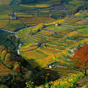 Dry stone walls in Trentino