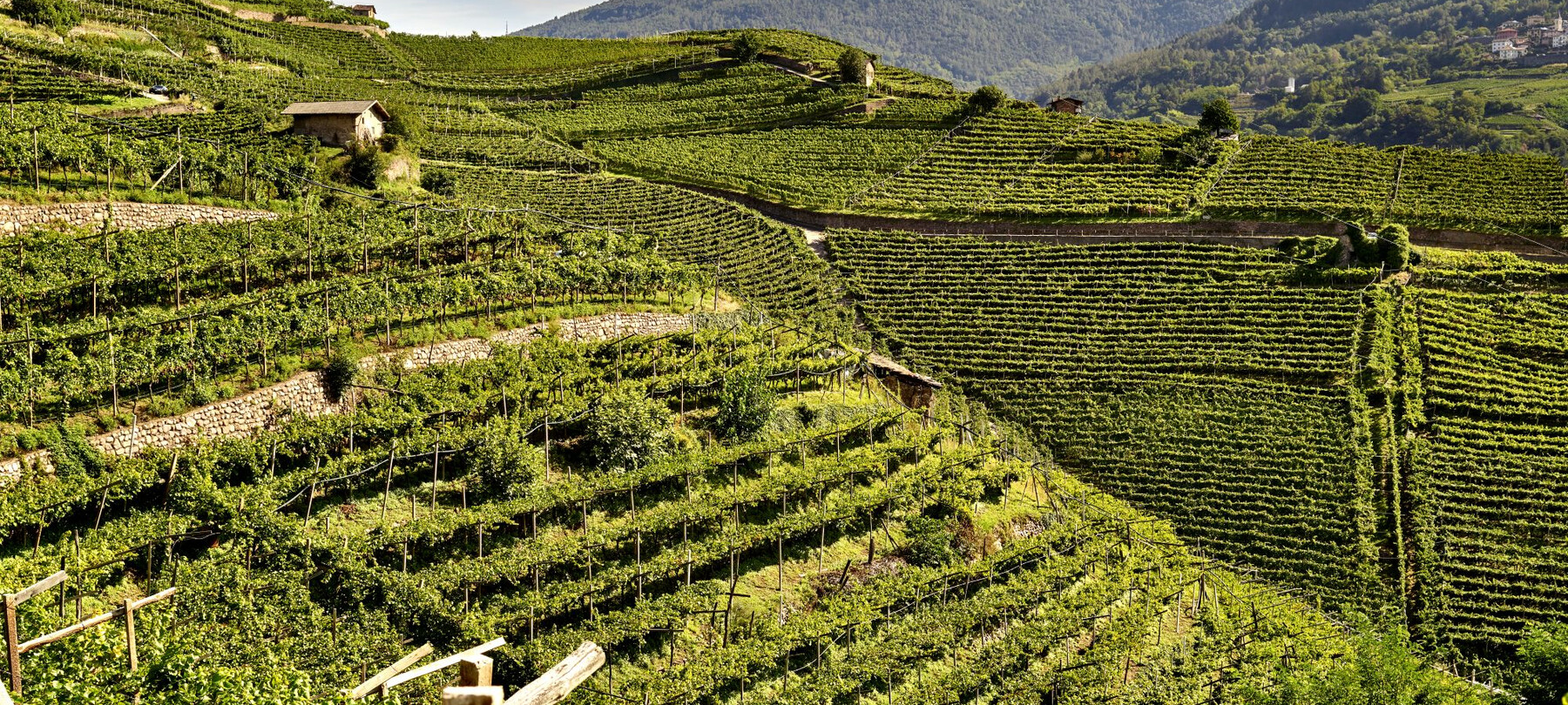 Dry stone walls in Trentino 