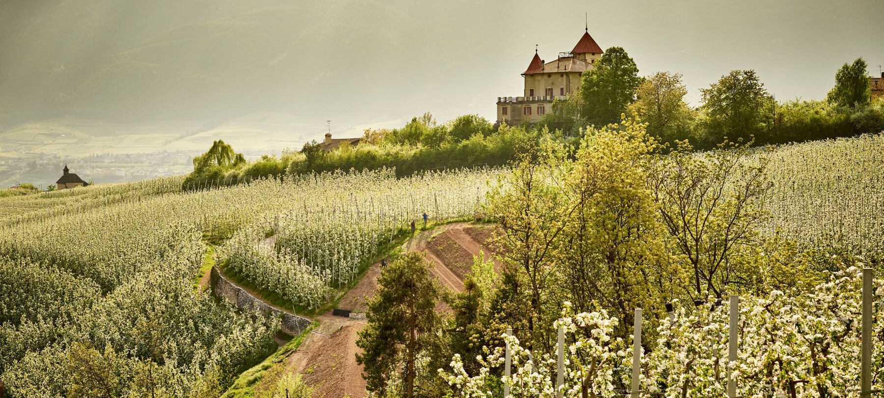 Dry stone walls in Trentino 