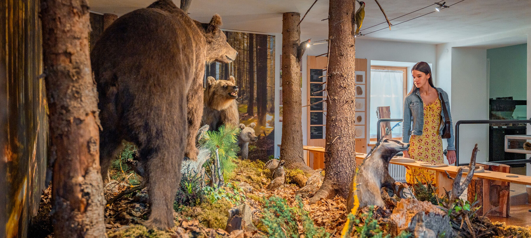 Lusérn Museum: What to do and see to discover the Cimbrians