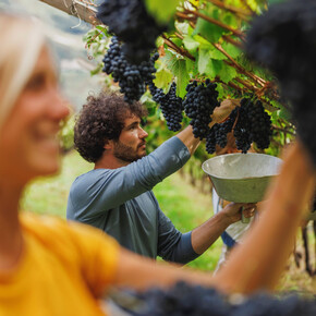 The wine world