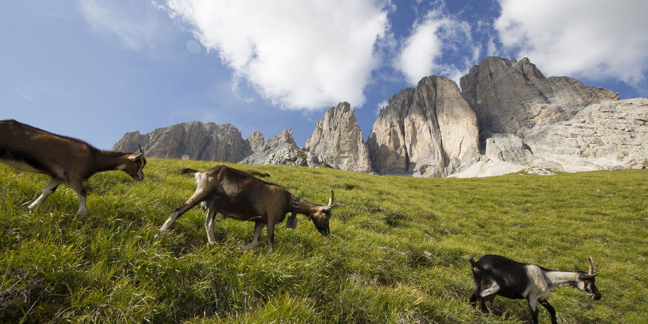 Malga Sasso Piatto #1