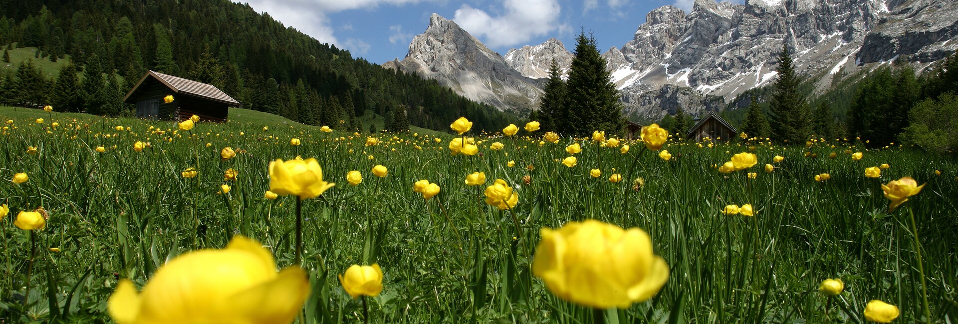 Network of Nature Reserves - Val di Fassa | © Archivio Immagini ApT Val di Fassa - Foto di Nicola Angeli