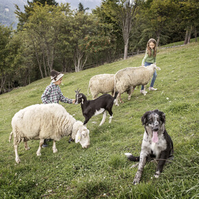 Farmhouses in Trentino