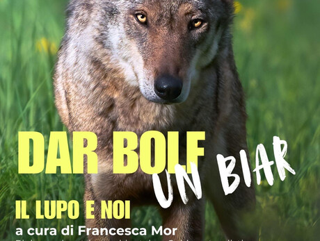 lupo