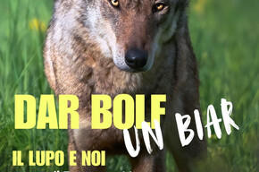 lupo