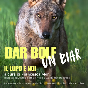 lupo