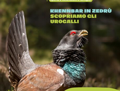 Urogalli