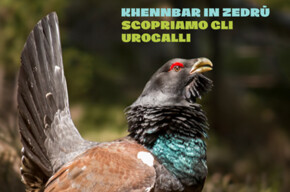 Urogalli